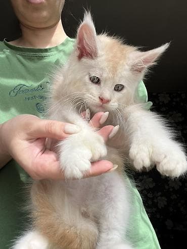 коты белый: Мейн-кун, 2 месяца, Мальчик, Приучена к лотку, Проглистована, С документами — 2