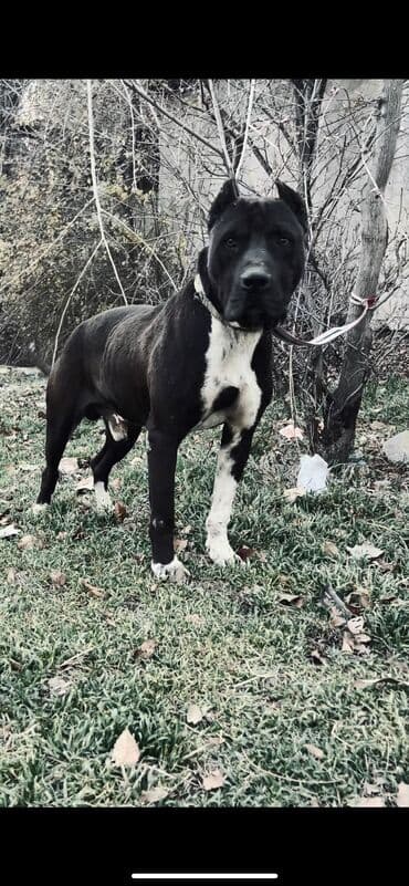 сколько стоит собака породы доберман: Питбуль, 2 жаш, Эркек, Эмделген — 5