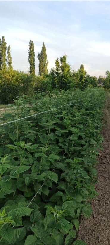 malina.kg продажа малины оптом в бишкеке новопокровка фото: Малина — 3