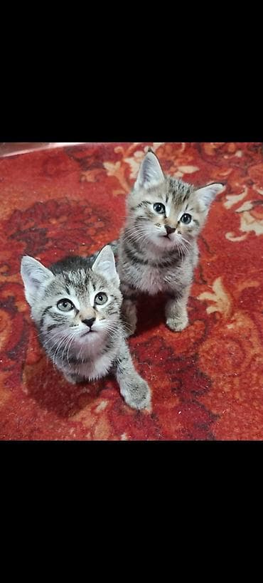 кошки манчкины: Котята-полосатики, домашние. Два милых малыша с классическим тигровым — 2