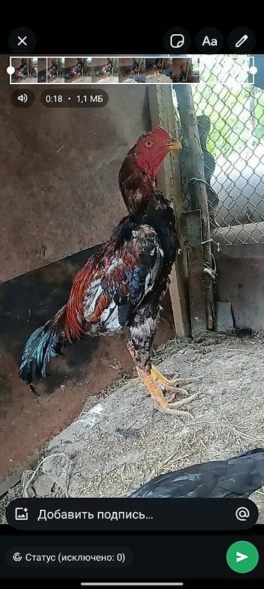 кошка с разными глазами: Продаю | Петух | Бойцовая | Для разведения — 4