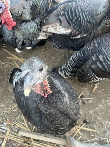 Кошки: 🦃 Индюки мясных пород — Бишкек, село Манас Предлагаем крупных — 6