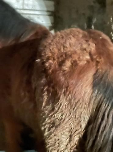 кой ош: Продаю | Кобыла (самка) | На забой — 3