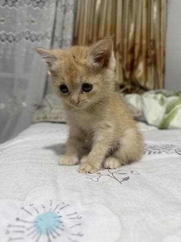 Кошки: Скотиш Страйт (Шотландская прямоухая), 1 месяц, Мальчик, Рыжий, Приучена к лотку — 4