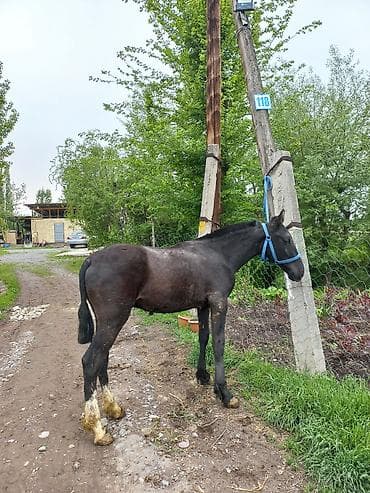 Продаю | Жеребенок | Конный спорт