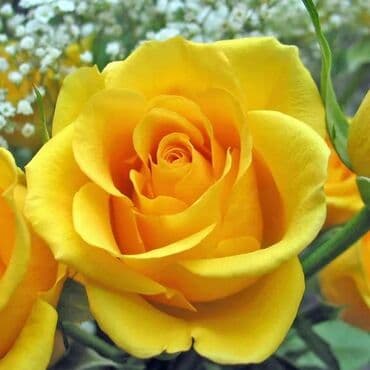 Садовые инструменты и инвентарь: Саженцы цветка: Розы — 4