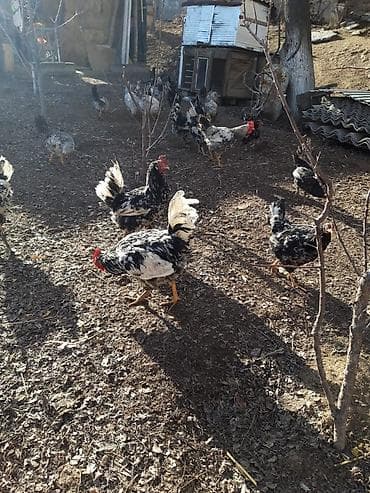 цена той терьера: Продаю | Петух | Для разведения — 5