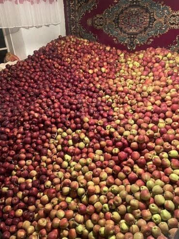 вилы садовые: Яблоки — 3