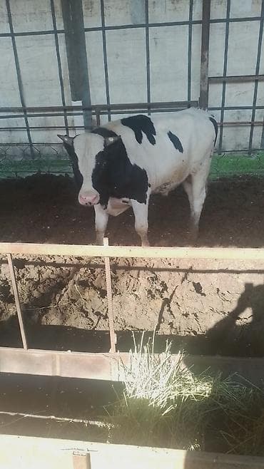 Айыл-чарба жаныбарлары: Сатам | Бука (эркек) | Голштин | Бордоп семиртүү үчүн | Асыл тукумдуу — 1