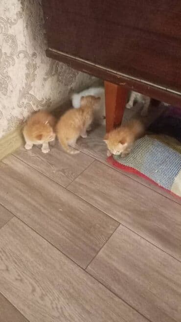 дом для котов: Очаровательные котята домашнего помёта - Окрас: рыжий (несколько — 2