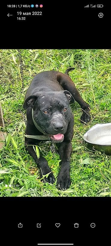 ит керек: Собака, вероятно метис крупной гладкошёрстной породы (крепкий тип) — 2