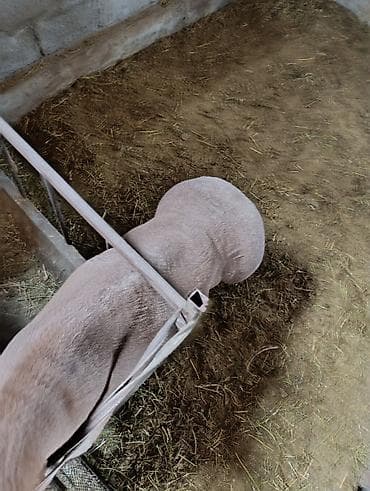 выстрел собак: Продаю | Баран (самец) | Арашан | Для разведения | Племенные — 9