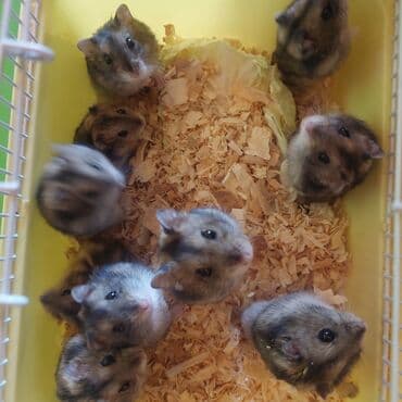 отдам собаку в хорошие руки бишкек: Клетка + 1 хомячок всего за 550 сом спешите. хомячки здоровые — 6