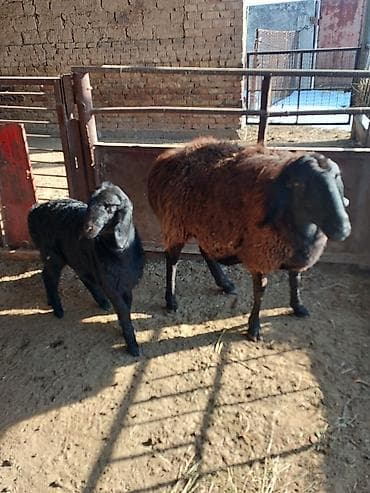 ит атабыз: Продаю | Овца (самка) | Арашан, Романовская | Для разведения | Матка — 9