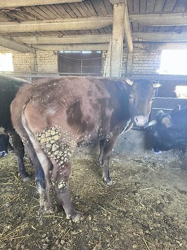 fermer kg: Продаю | Корова (самка), Тёлка, Музоо, торпок | Алатауская | На откорм | Привязанные — 5