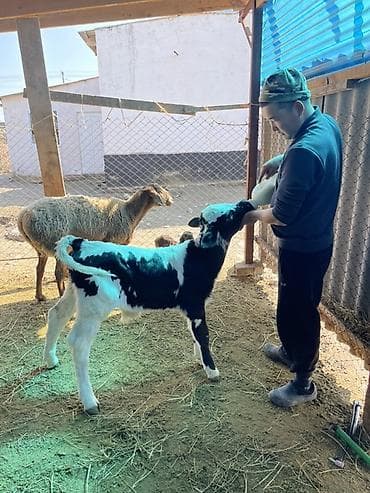 бодоно сатып алам: Продаю | Музоо, торпок | Для молока | Искусственник — 1