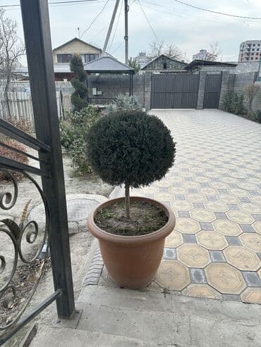 кухонный гарнитур бу: БОЛЬШОЙ ГОЛУБОЙ МОЖЖЕВЕЛЬНИК, ОСОБЫЙ СОРТ, ТАКИХ МАЛО. ОЧЕНЬ КРАСИВЫЙ! — 2