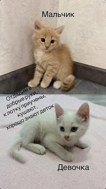 Отдам даром кошку: Милые котики в добрые, заботливые руки. 2 месяца — 1