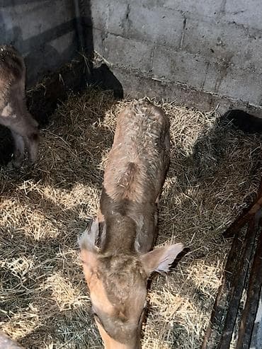 объявления о собаках: Продаю | Музоо, торпок | Для разведения | Привязанные — 3