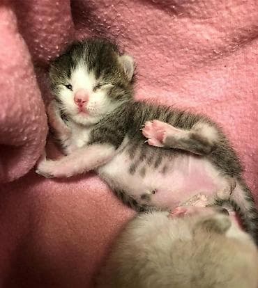 шотландская вислоухая кошка фото цена: Кошка даром: Беспородная, Девочка — 3