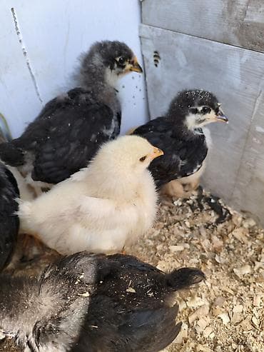 сова живая: Продаю | Цыплята | Для разведения — 6