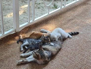 котята рыжие: Котята от домашней кошки - Помёт разноцветных котят: есть трёхцветные — 2
