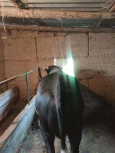 семис тайлар: Продаю | Бык (самец) | Швицкая | Для разведения | Племенные — 5