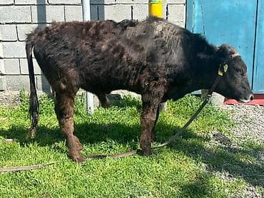 быки шароле: Продаю | Бык (самец) | На откорм | Привязанные — 2