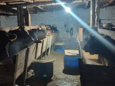 арабская чистокровная лошадь купить: Продаю | Корова (самка), Тёлка | Полукровка | На забой | Привязанные — 6