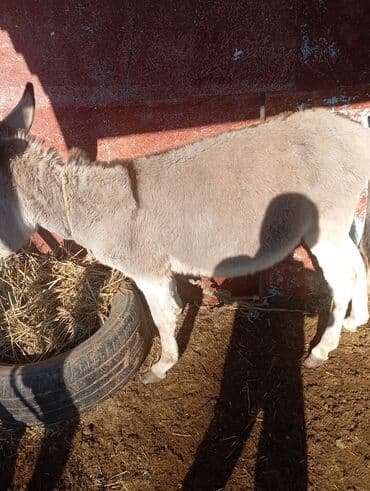 сколько стоит кролик домашний: Осёл (серо-бурый), короткошёрстный, домашнего содержания. Основные — 2