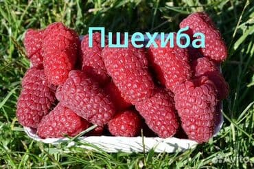 malina.kg продажа малины оптом в бишкеке новопокровка фото: Саженцы малины сорта Пшехиба - Крупноплодный десертный сорт. Ягоды — 5