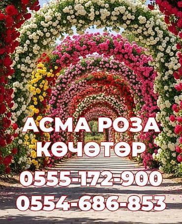 черный принц клубника купить: Саженцы — 3