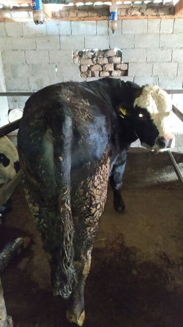 Кемирүүчүлөр: Сатам | Бука (эркек) | Герефорд | Бордоп семиртүү үчүн | Асыл тукумдуу — 3