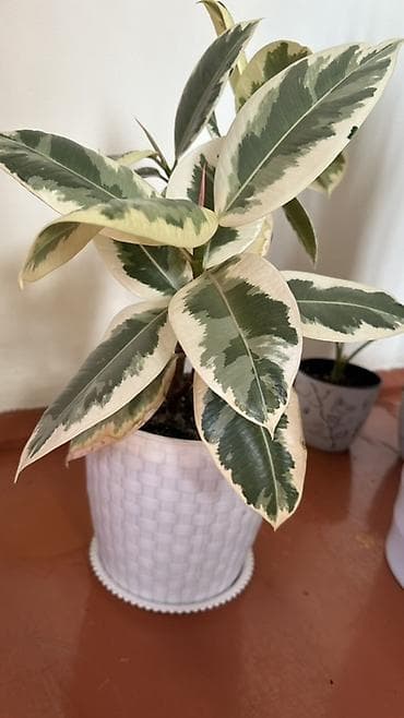 Уход и хранение одежды: Фикус эластика Tineke (вариегатный) - Декоративный куст с крупными — 1