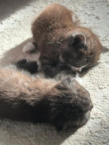 британская короткошерстная кошка: Котята-«носочки» черно-белого окраса (мини-«смокинги») - Пушистые — 6