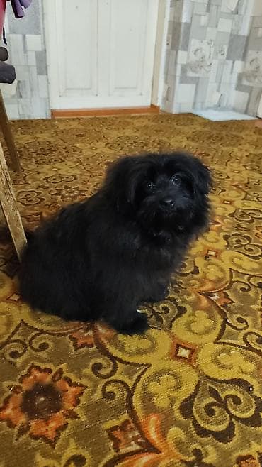 5 месяцев, Самец, С родословной