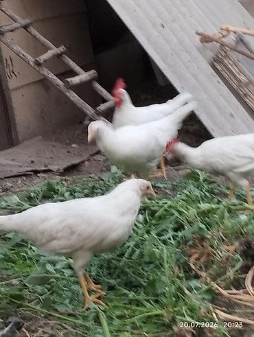 кой романовский: Продаю курочек 3 месяца хай лайн соня. 14 штук. и леггорн 10 - — 7