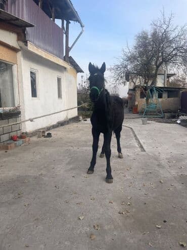 дом кошек: Продаю | Жеребенок | Для разведения — 6