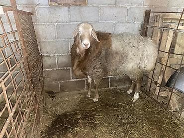 цыплята ош: Продаю | Баран (самец) | На забой, Для разведения | Осеменитель — 2