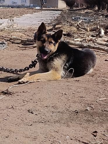 голуби животное: Восточно европейская овчарка, кобель. Крупный, мощный, с классическим — 1