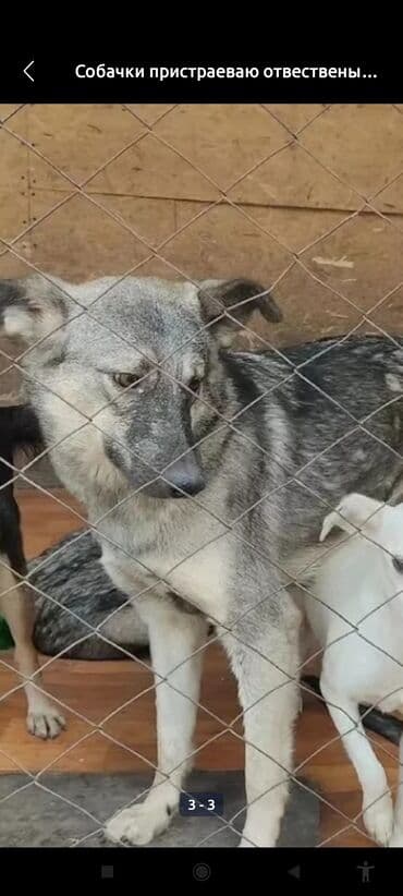 продажа щенков немецкой овчарки с документами в бишкеке: Собака даром: 2 года, Самка, С прививкой — 6