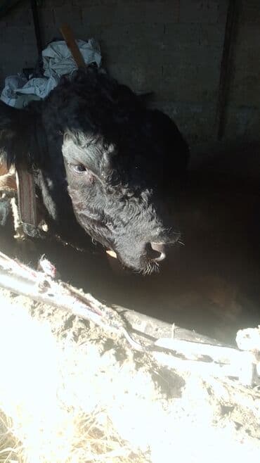 продаю музоо торпок корова самка бык самец айрширская ангус алатауская на забой для разведения на откорм племенные нетель привязанные: Продаю | Бык (самец) | Для разведения | Привязанные — 2