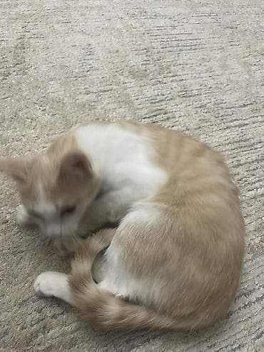 Отдам кошечку в добрые и ответственные руки. Возраст: 8 месяцев