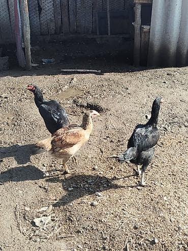 Лошади, кони: Продаю | Куры | Бойцовая | На забой — 4