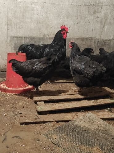 продам бычка: Продаю | Куры | Для разведения — 3