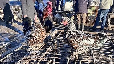 Животные: Продаю | Куры | Для разведения — 5