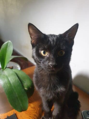 доброй: Черный домашний котенок,мал.4мес.к лотку при,проглистоваУмный,лучен - — 1