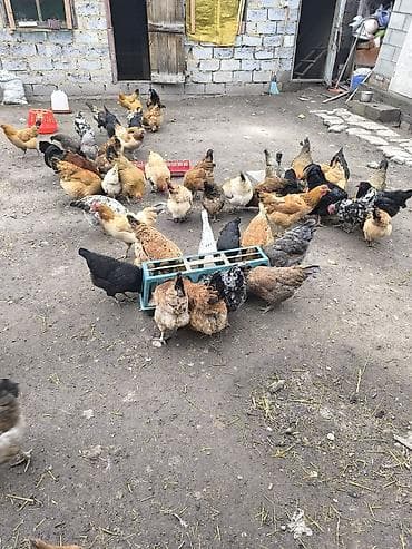 певчие птицы: Продаю | Куры | Домашняя | Для разведения — 7