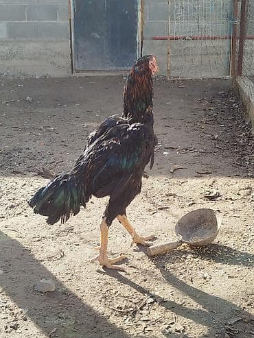 ковчег приют для животных бишкек: Дакан тулок короз сатылат активный алмашу жолдору бар адрес Заря — 4