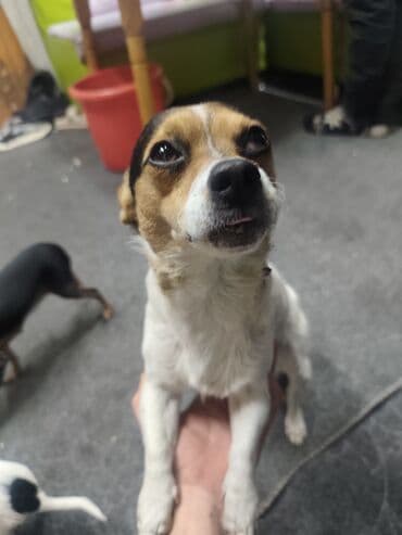 куплю восточно европейскую овчарку: Отдам даром собачку, отец чихуахуа а мама той терьер, отца тоже отдаём — 4